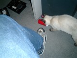 Curious Cat Investigates a Red Toy