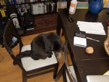 Feline on Plywood Chair