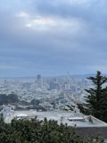 San Francisco Urban Jungle
