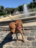 Canine in the Oasis