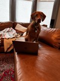 The Ultimate Work Buddy