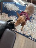 Furry Friends at Home