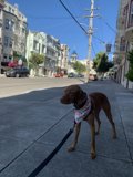 A Canine Stroll in the City