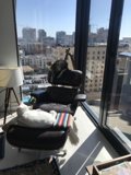 Lazy Afternoon Catnap