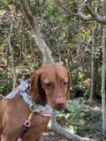 Colorful Canine Adventure in the Woods