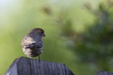 Perched in Serenity
