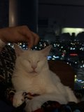 Lap Cat Love