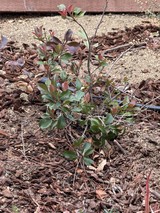 Young Blueberry Plant Growing in Garden Mulch