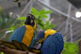 Vibrant Parrot Companions