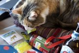 Christmas Cheers with Feline Friends
