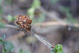 Huckleberry Trail Ladybug Cluster