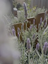 Lavender Garden in Golden Hour Light