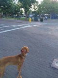 Four-legged Friend on Santa Fe Street
