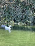 Two White Ducks Swimming in Stow Lake