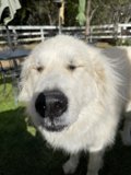 Happy White Retriever enjoying the outdoors