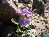 Purple blooms find a home in the rocks