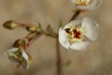Delicate Beauty