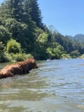Summer Swim with Man's Best Friend