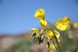 Wild Geraniums in Bloom