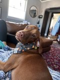 Cozy Canine on the Couch