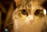 The Inquisitive Abyssinian