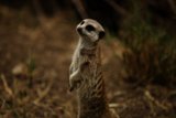 Meticulous Meerkat Marvel