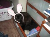 Bunny Ears on a Feline Friend