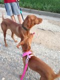 Double Trouble on the Leash