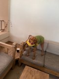 The Stylish Vizsla