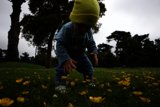 Springtime Joy in San Francisco Botanical Garden