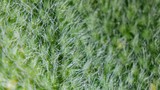 Ethereal Green Filaments Under Macro Lens