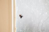 Spider Sentry at Sunrise
