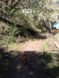 Nature's Walk: A Vizsla Strolls Down a Dirt Path