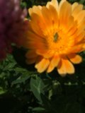 Daisy Delight