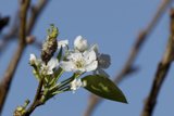 Spring Blooms in Focus