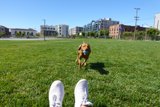 Stepping into the Grassy Wonderland