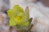 Sunny Bloom
