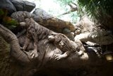 Enchanted Animal Kingdom: A Symphony in Wood