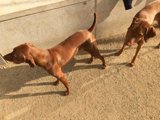 Two Canine BFFs