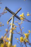 Crossroad Blossom