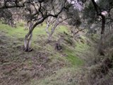 Serene Hillside
