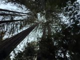 Majestic Heights