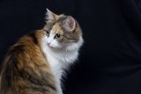 Calico Cuddles