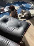 Working from Home with Furry Companions