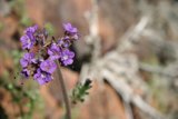 A Delicate Purple Geranium Blossoms Against a Rocky Backdrop