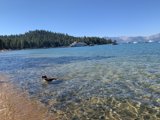 Fun in the Sun with Fido