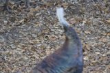 Turkey in the Leaves