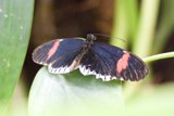 Dancing Wings in Nature’s Embrace