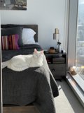 Cozy Cat Nap