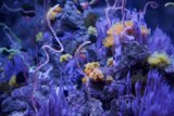 Kaleidoscope of the Deep: A Colorful Underwater Exploration